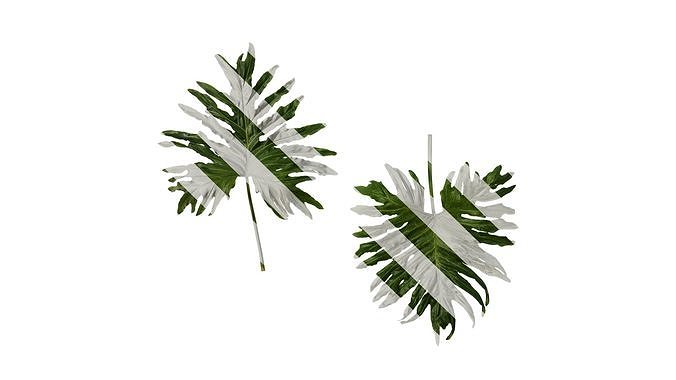 Anydrafts Thaumatophyllum bipinnatifidum Leaf 03 Texture