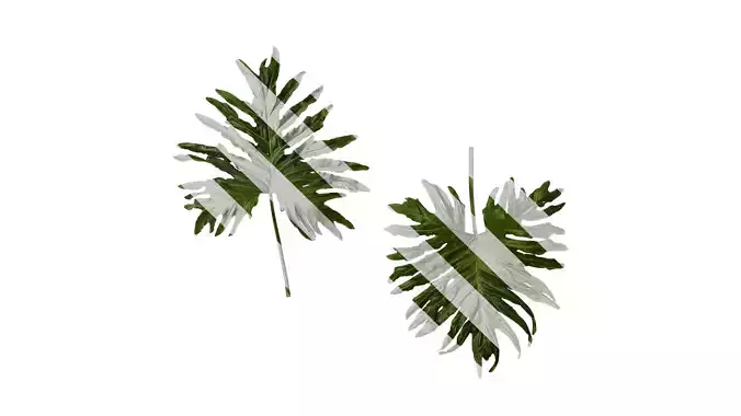 Anydrafts Thaumatophyllum bipinnatifidum Leaf 03