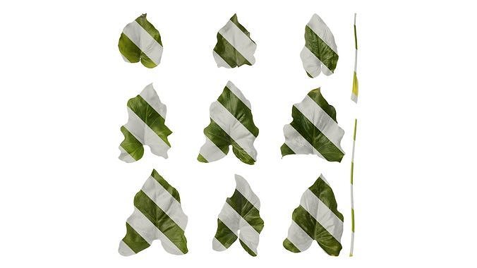 Anydrafts Thaumatophyllum bipinnatifidum Leaf 04 Texture