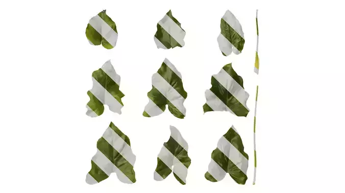 Anydrafts Thaumatophyllum bipinnatifidum Leaf 04