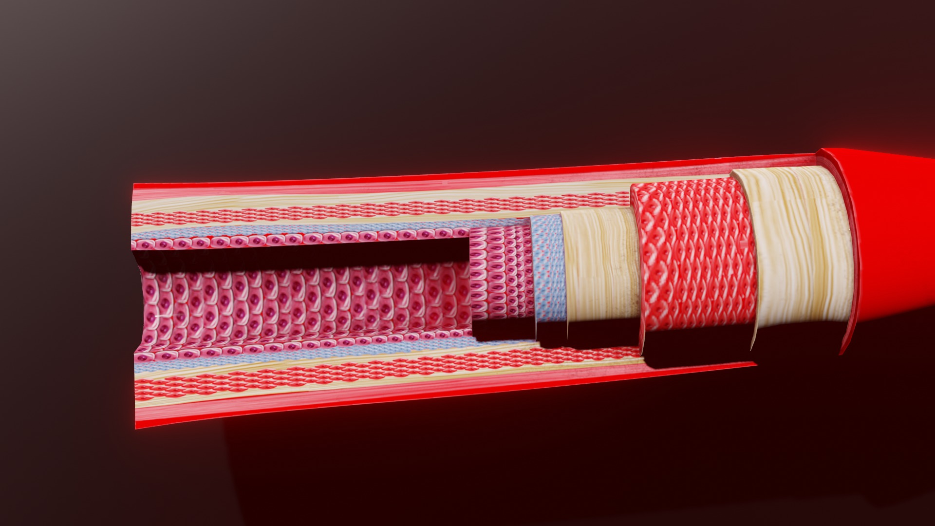 3D Printable Blood Vessels Model - Fully Textured for Education 3D print model_6