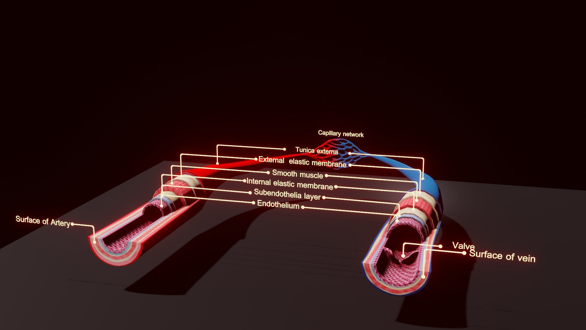 3D Printable Blood Vessels Model - Fully Textured for Education 3D print model_1