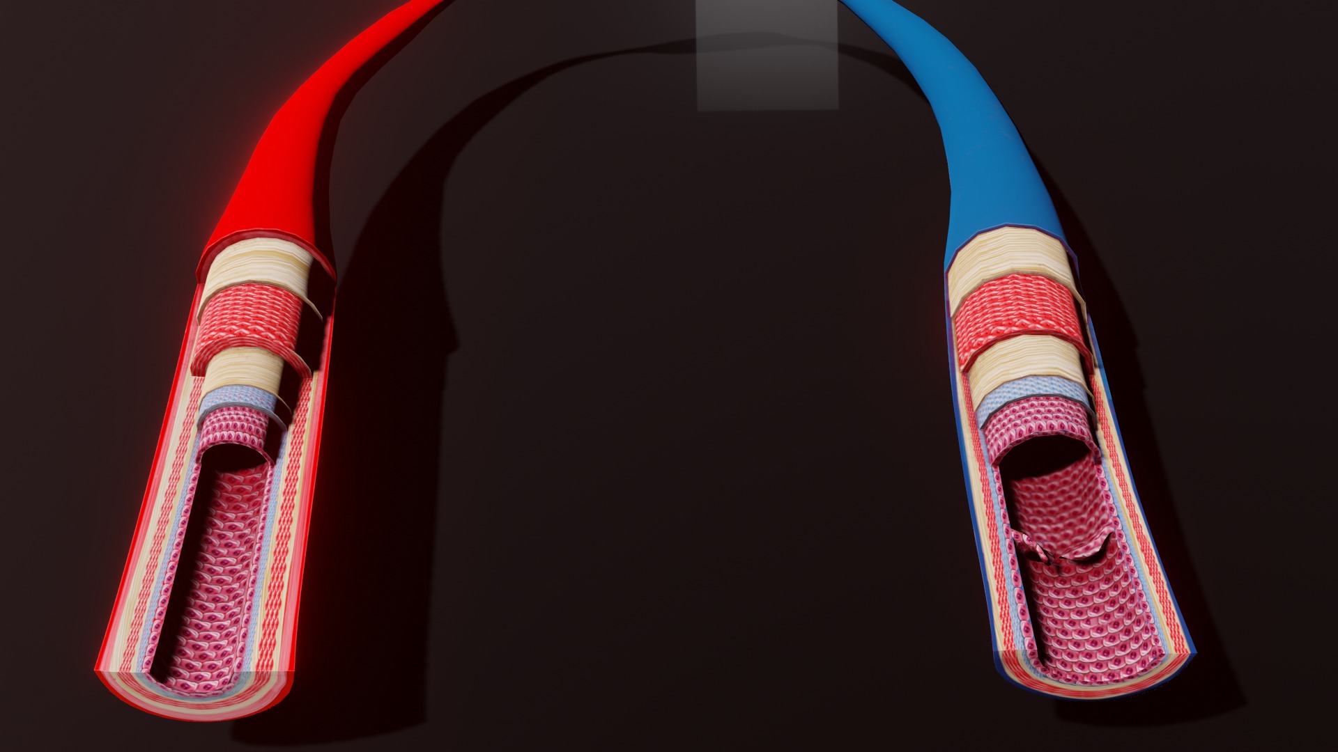 3D Printable Blood Vessels Model - Fully Textured for Education 3D print model_5