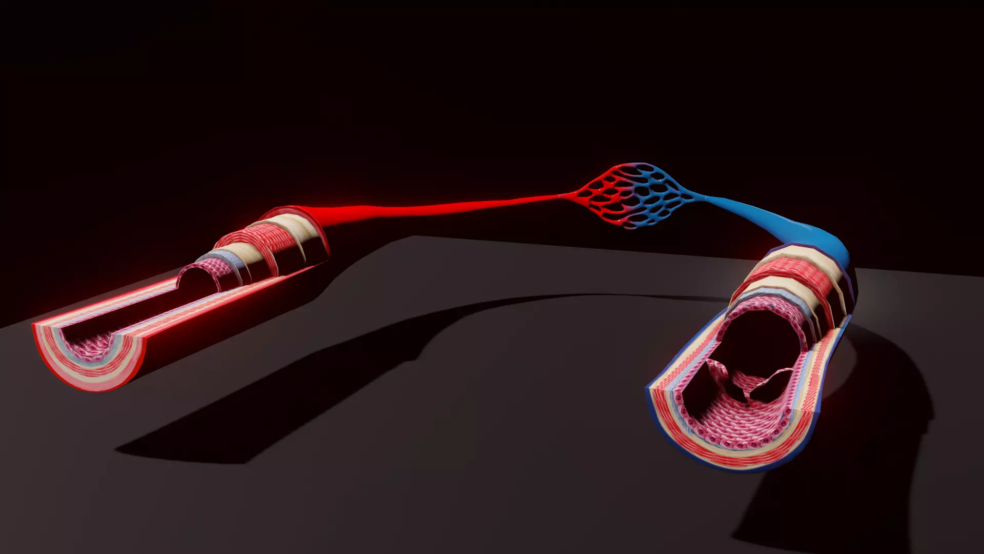 3D Printable Blood Vessels Model - Fully Textured for Education 3D print model_0