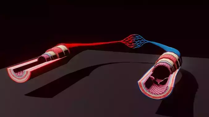 3D Printable Blood Vessels Model - Fully Textured for Education 3D print model