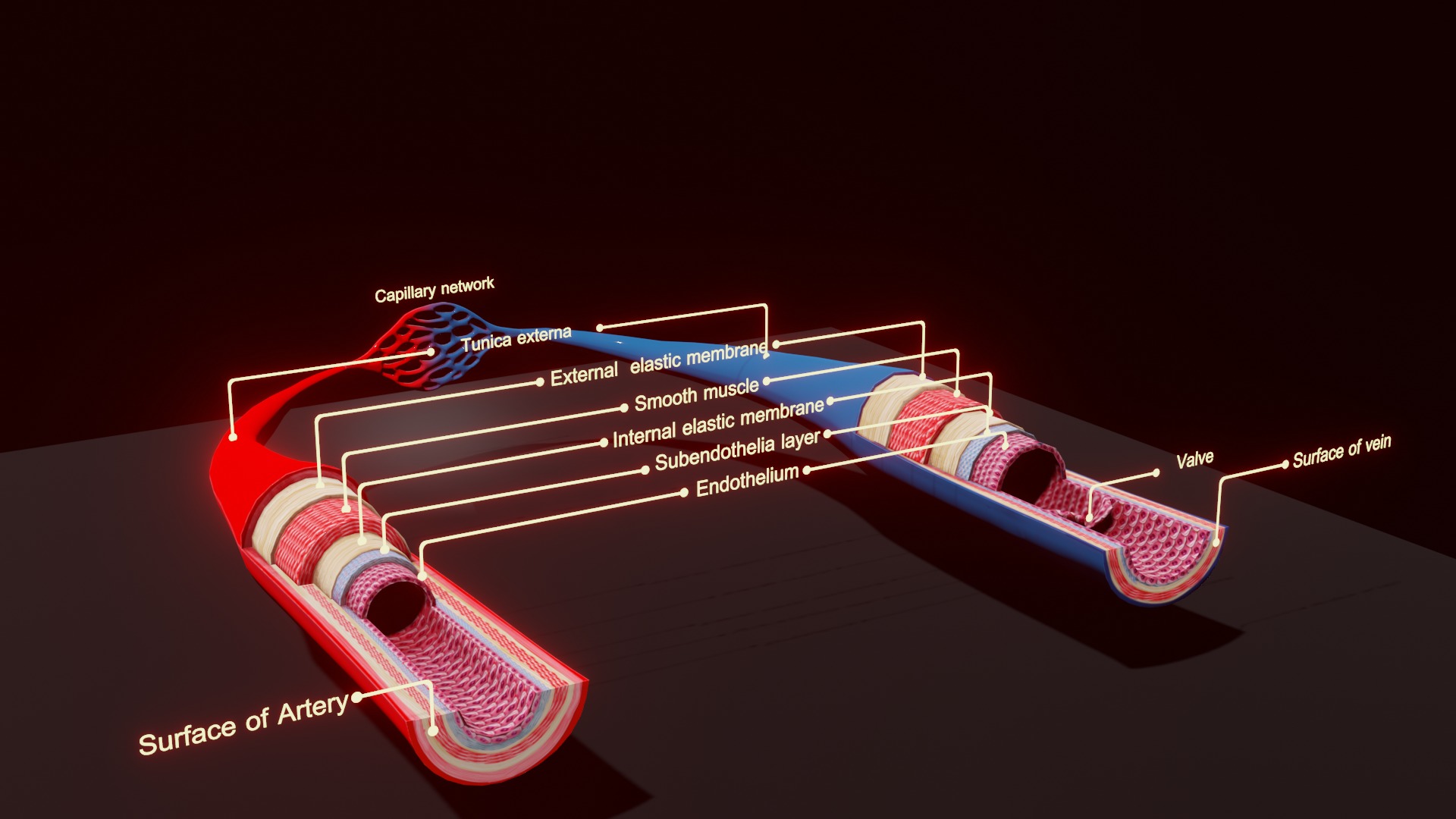 3D Printable Blood Vessels Model - Fully Textured for Education 3D print model_2