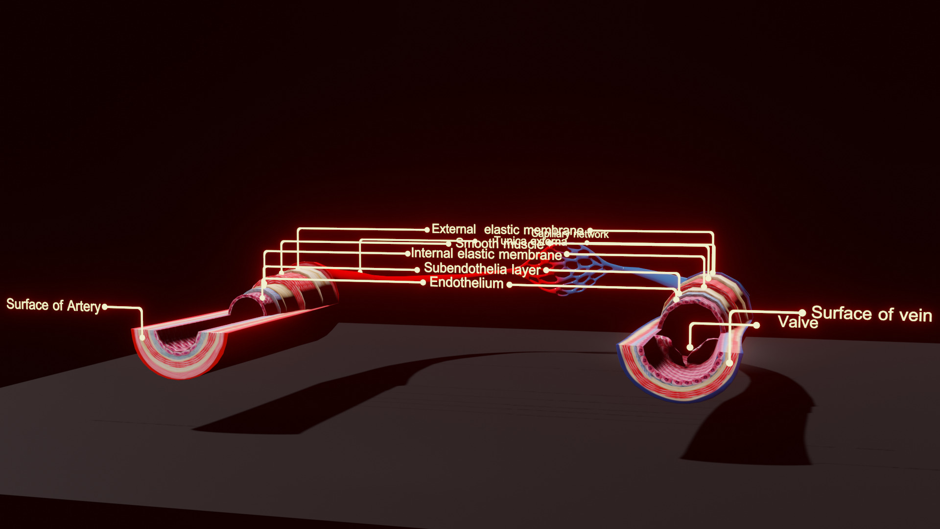 3D Printable Blood Vessels Model - Fully Textured for Education 3D print model_4