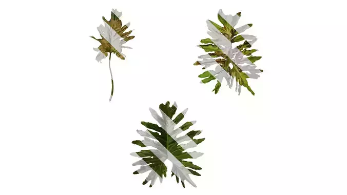 Anydrafts Thaumatophyllum bipinnatifidum Leaf 10