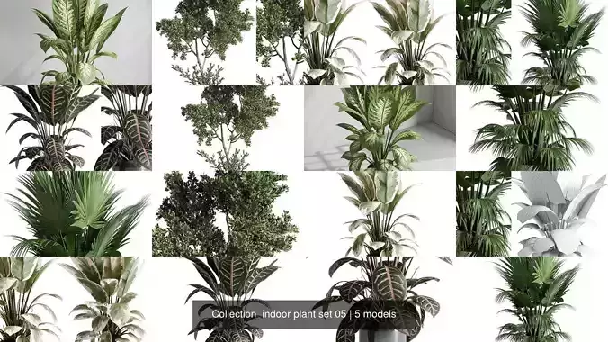 Collection  indoor plant set 05 