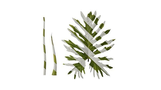 Anydrafts Thaumatophyllum bipinnatifidum Leaf 12 Texture