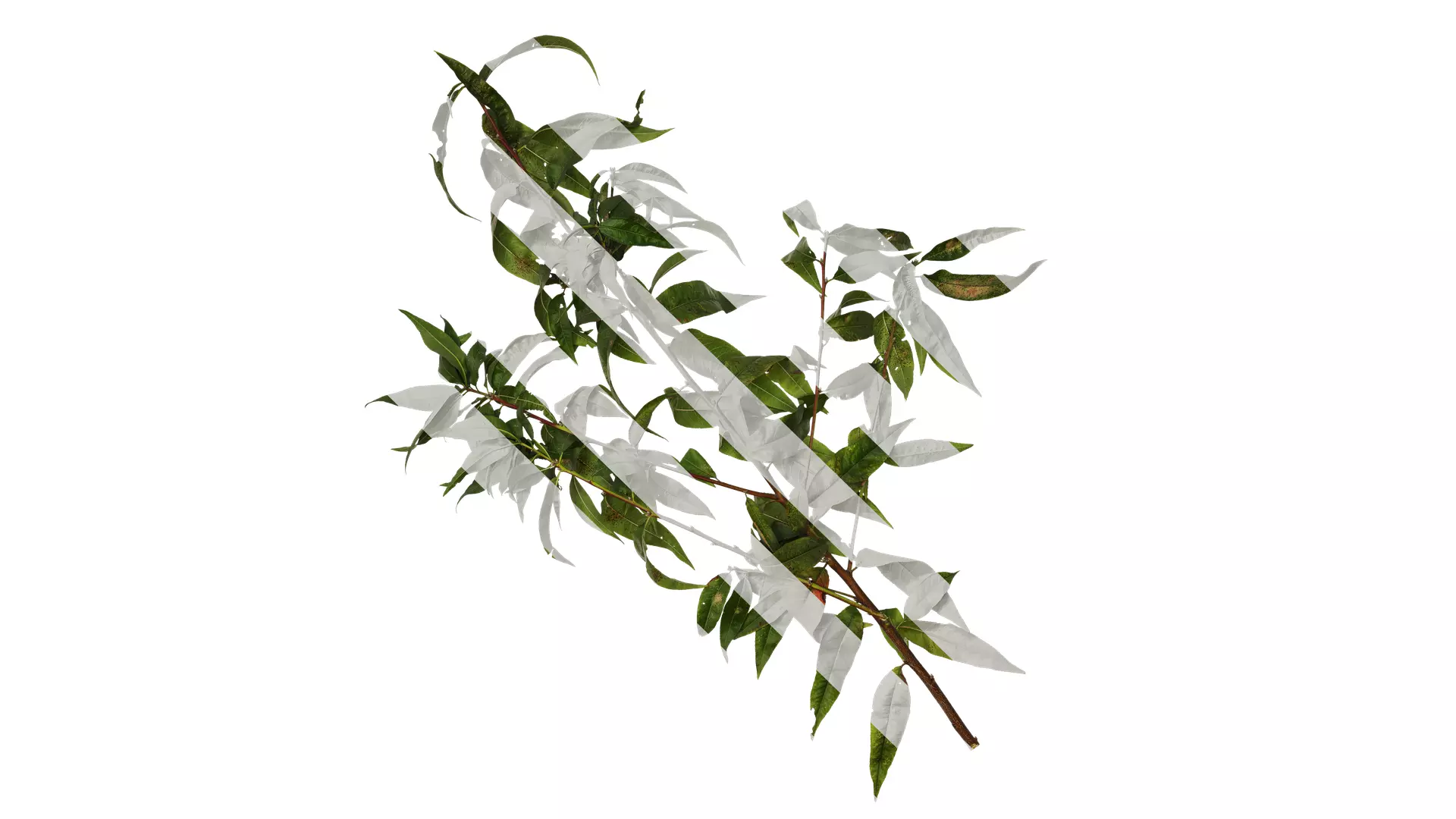 Anydrafts Prunus persica Atlas 11 Texture_0