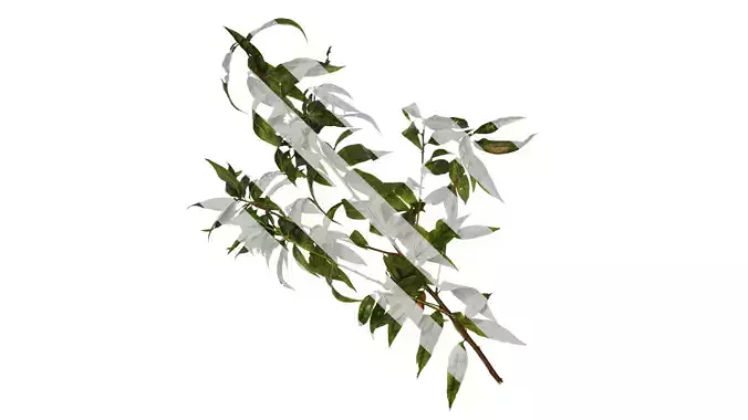 Anydrafts Prunus persica Atlas 11