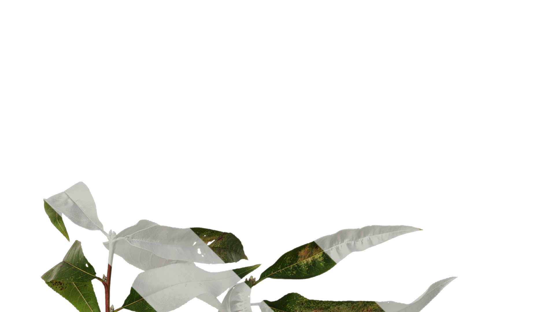 Anydrafts Prunus persica Atlas 11 Texture_2