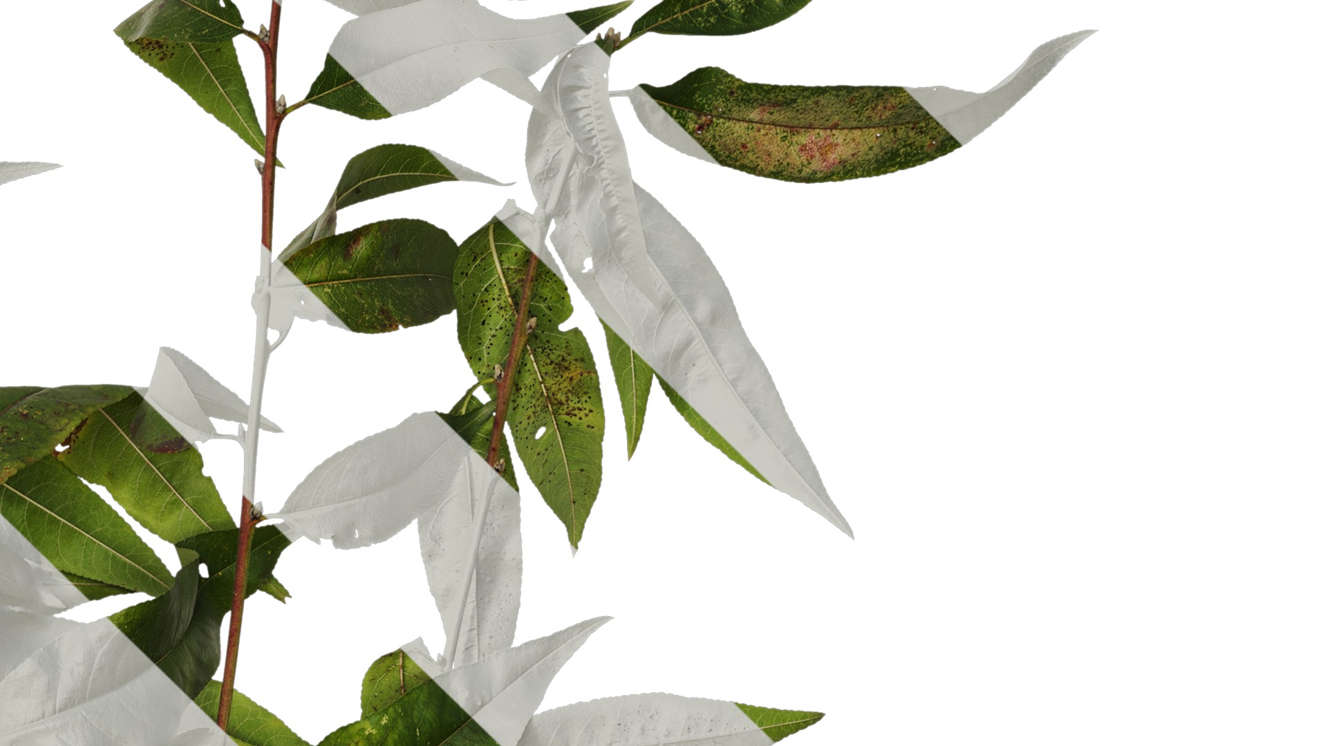 Anydrafts Prunus persica Atlas 11 Texture_4