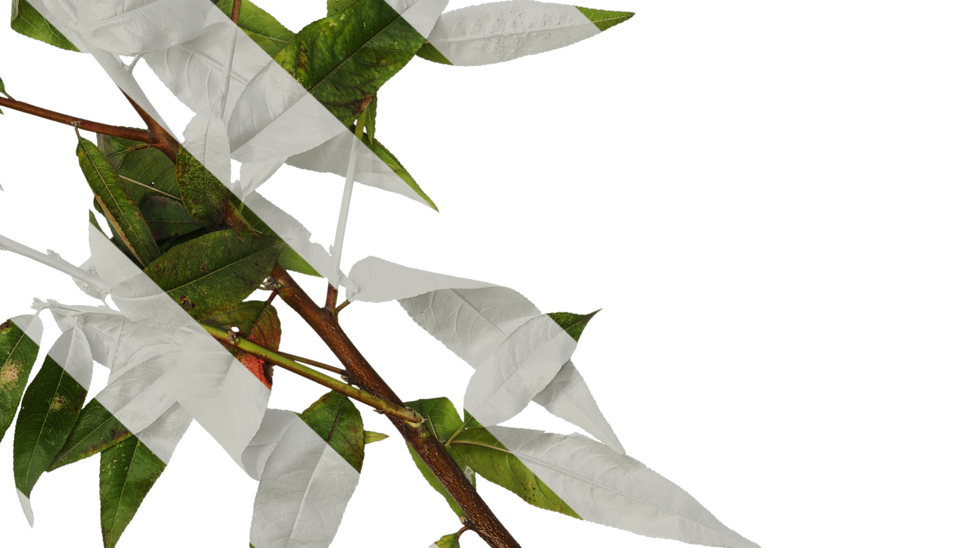 Anydrafts Prunus persica Atlas 11 Texture_6