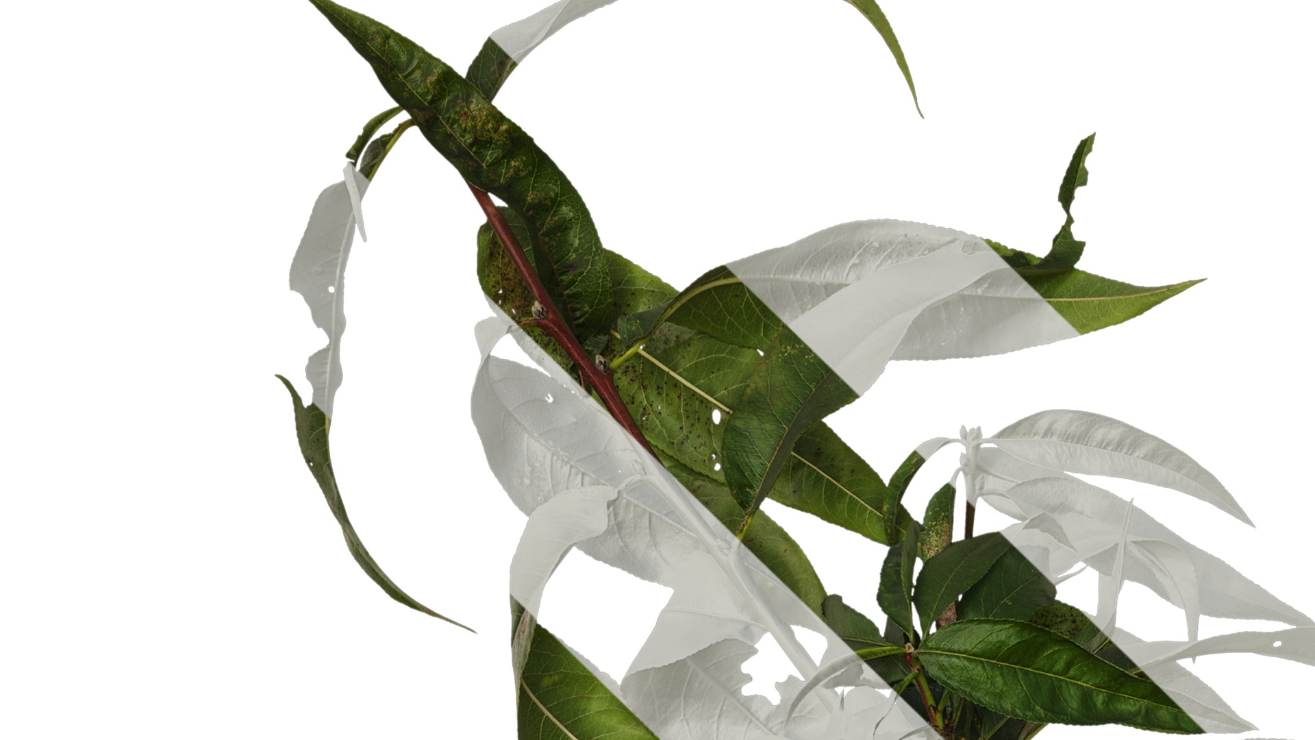 Anydrafts Prunus persica Atlas 11 Texture_1