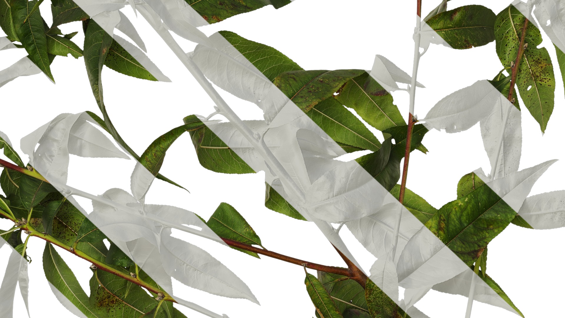 Anydrafts Prunus persica Atlas 11 Texture_7