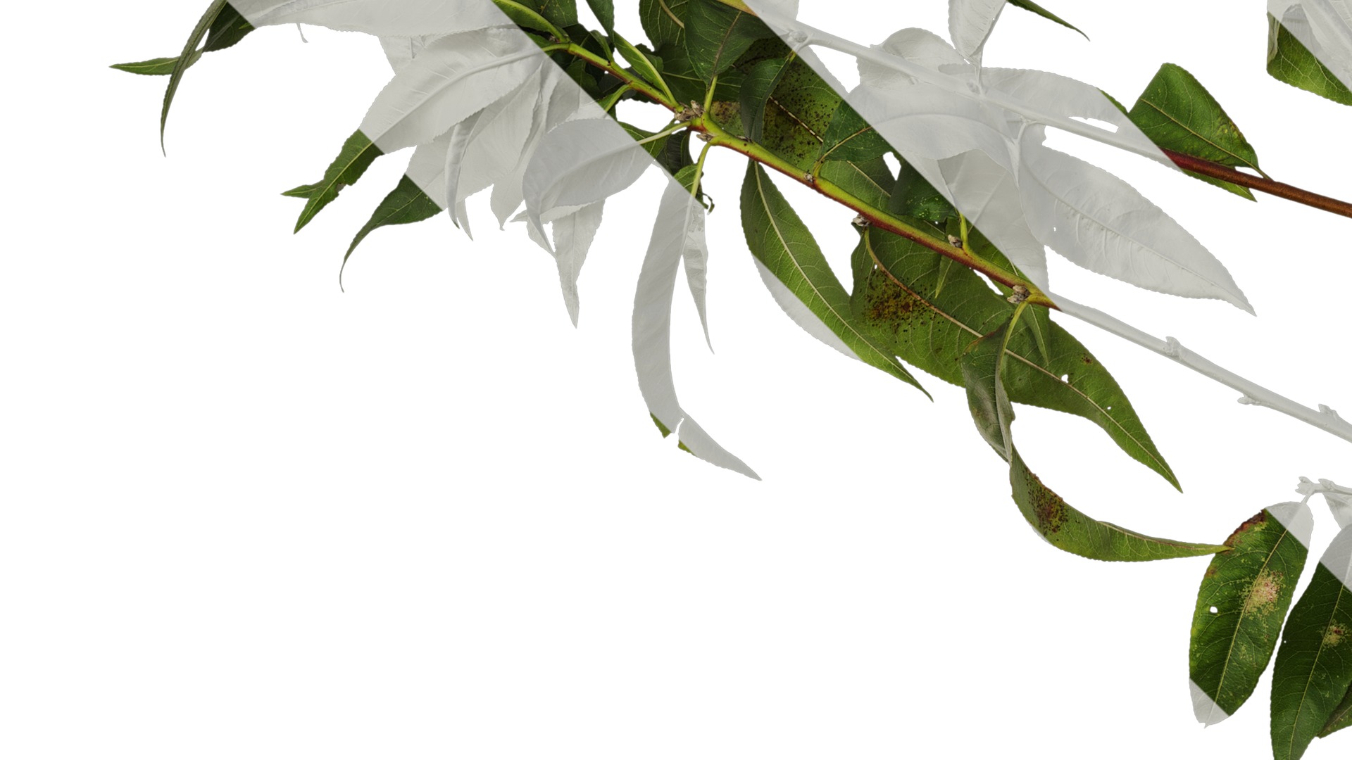 Anydrafts Prunus persica Atlas 11 Texture_5