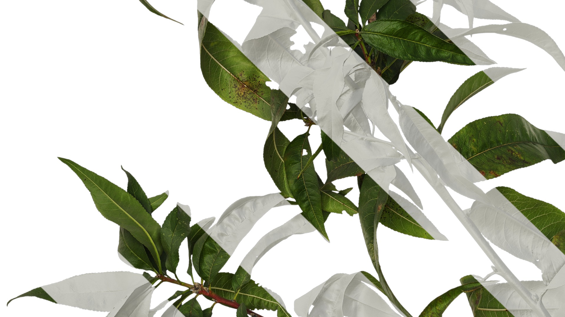 Anydrafts Prunus persica Atlas 11 Texture_3