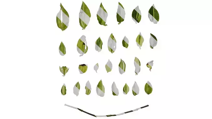Anydrafts Tradescantia fluminensis variegata Leaf 01 Texture