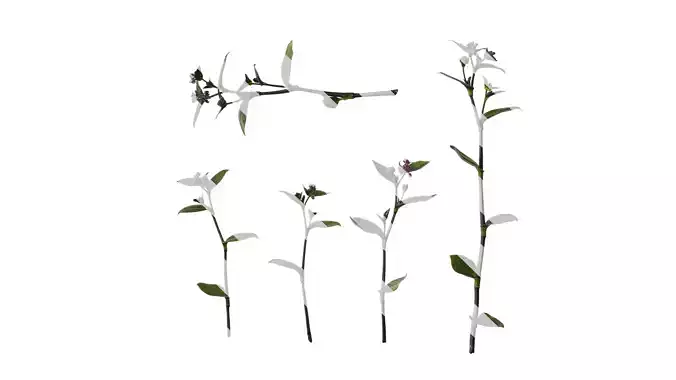 Anydrafts Tradescantia nanouk Atlas 10