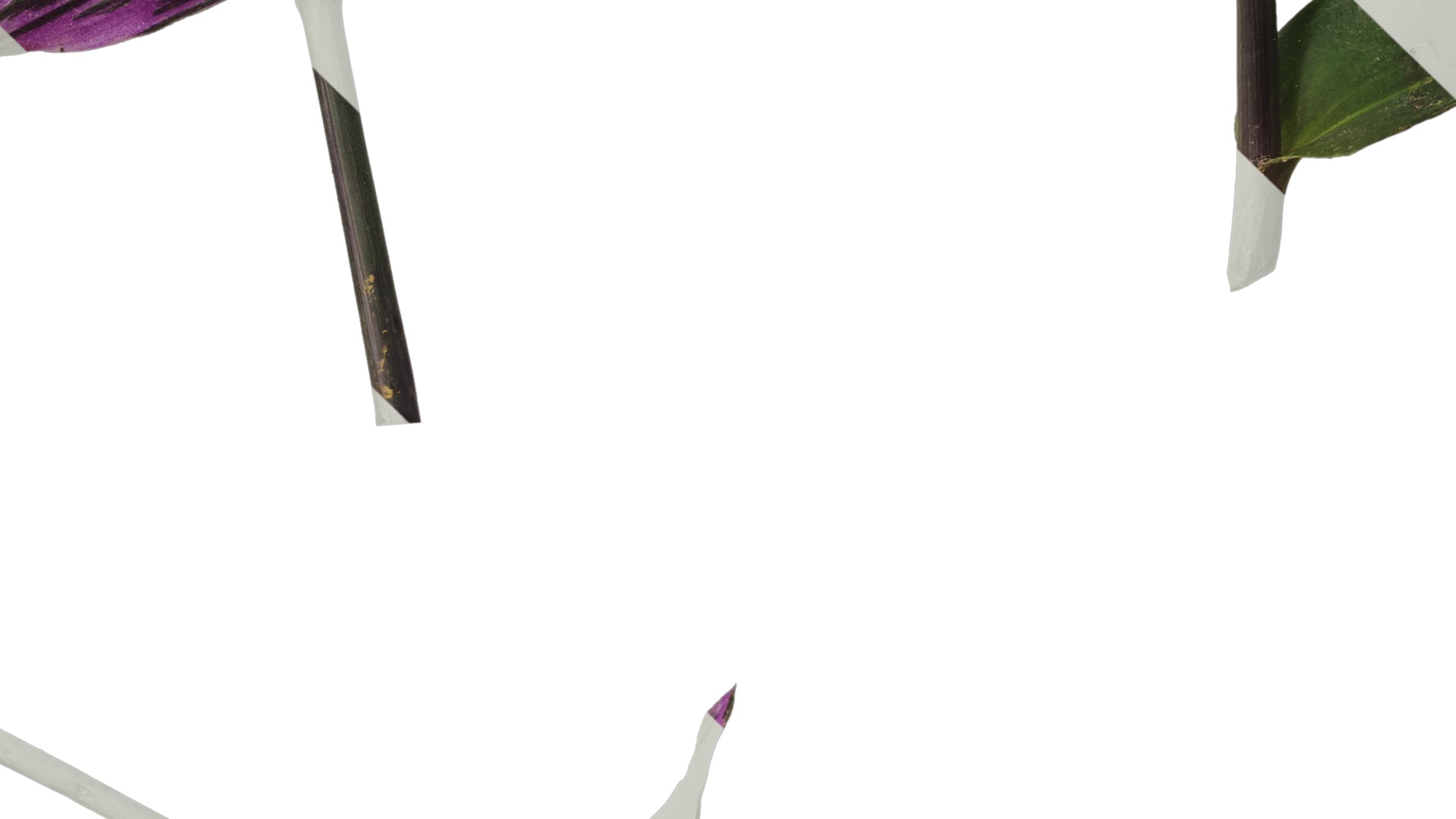 Anydrafts Tradescantia nanouk Atlas 11 Texture_5