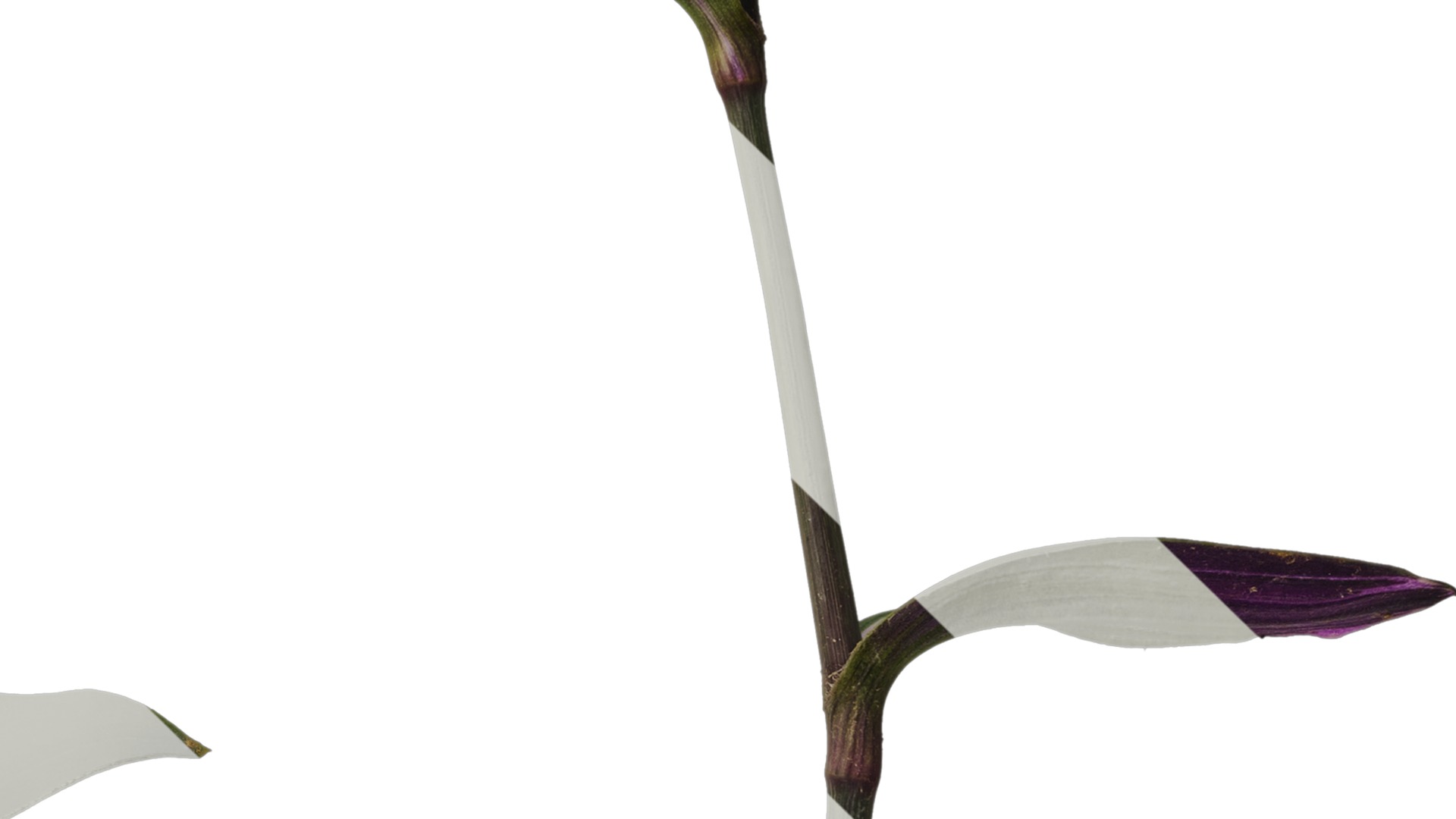 Anydrafts Tradescantia nanouk Atlas 11 Texture_4