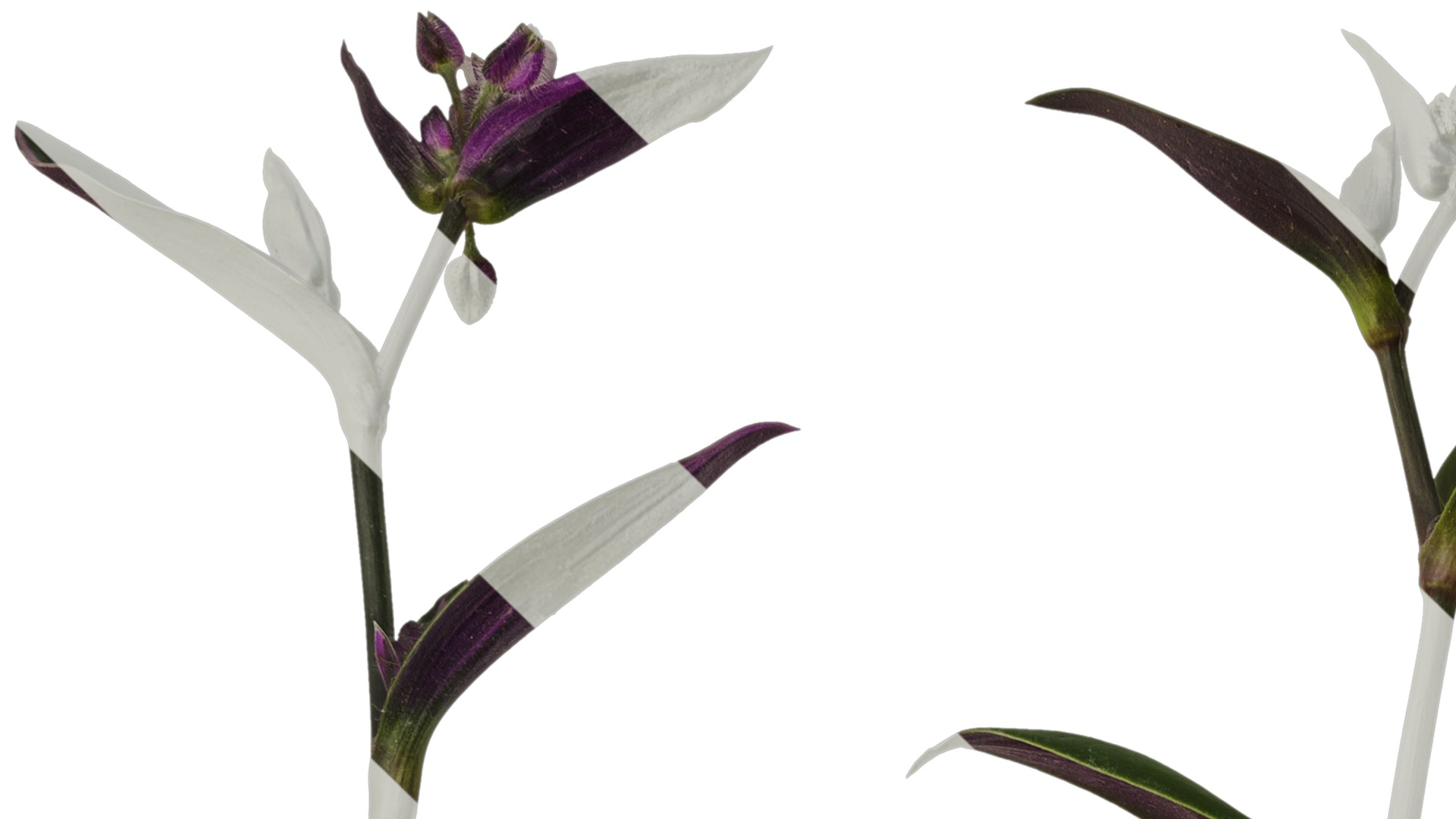 Anydrafts Tradescantia nanouk Atlas 11 Texture_1