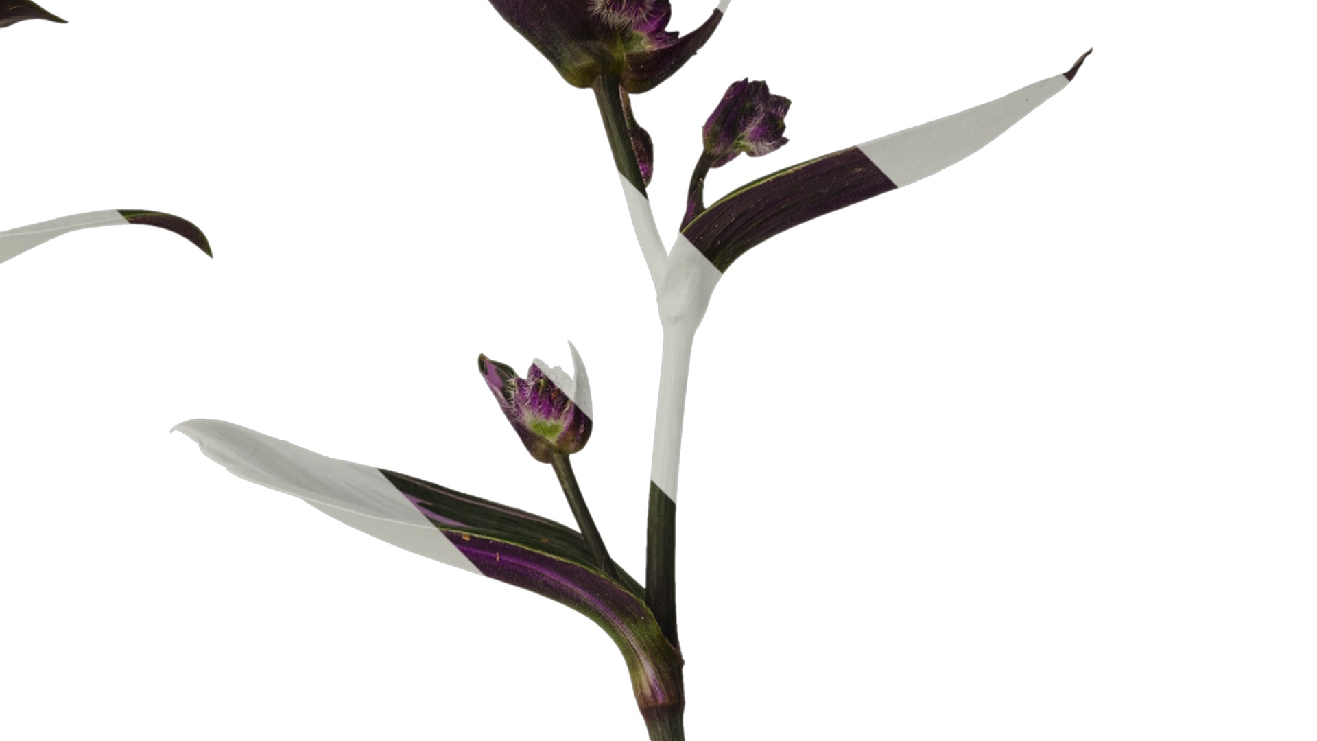 Anydrafts Tradescantia nanouk Atlas 11 Texture_2