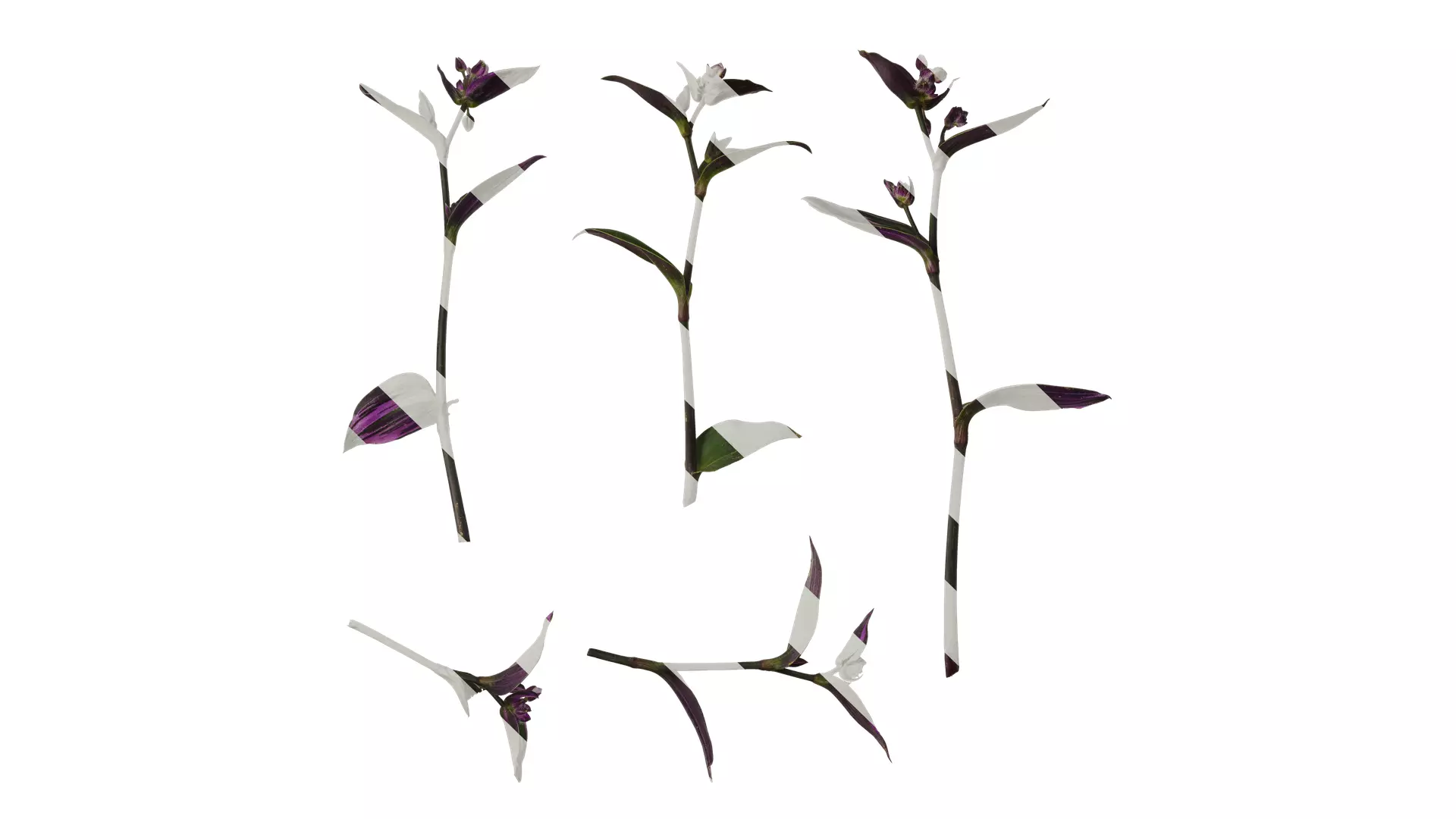 Anydrafts Tradescantia nanouk Atlas 11 Texture_0