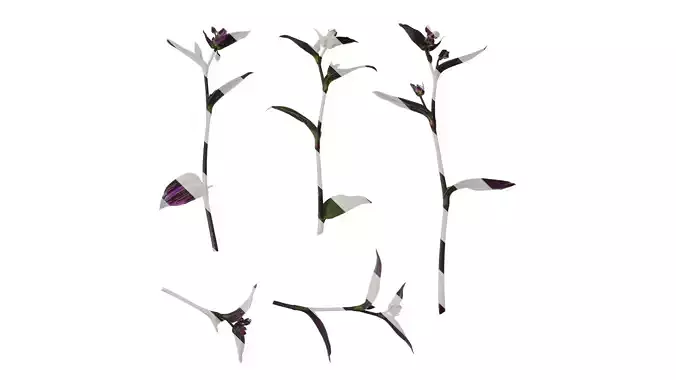 Anydrafts Tradescantia nanouk Atlas 11 Texture