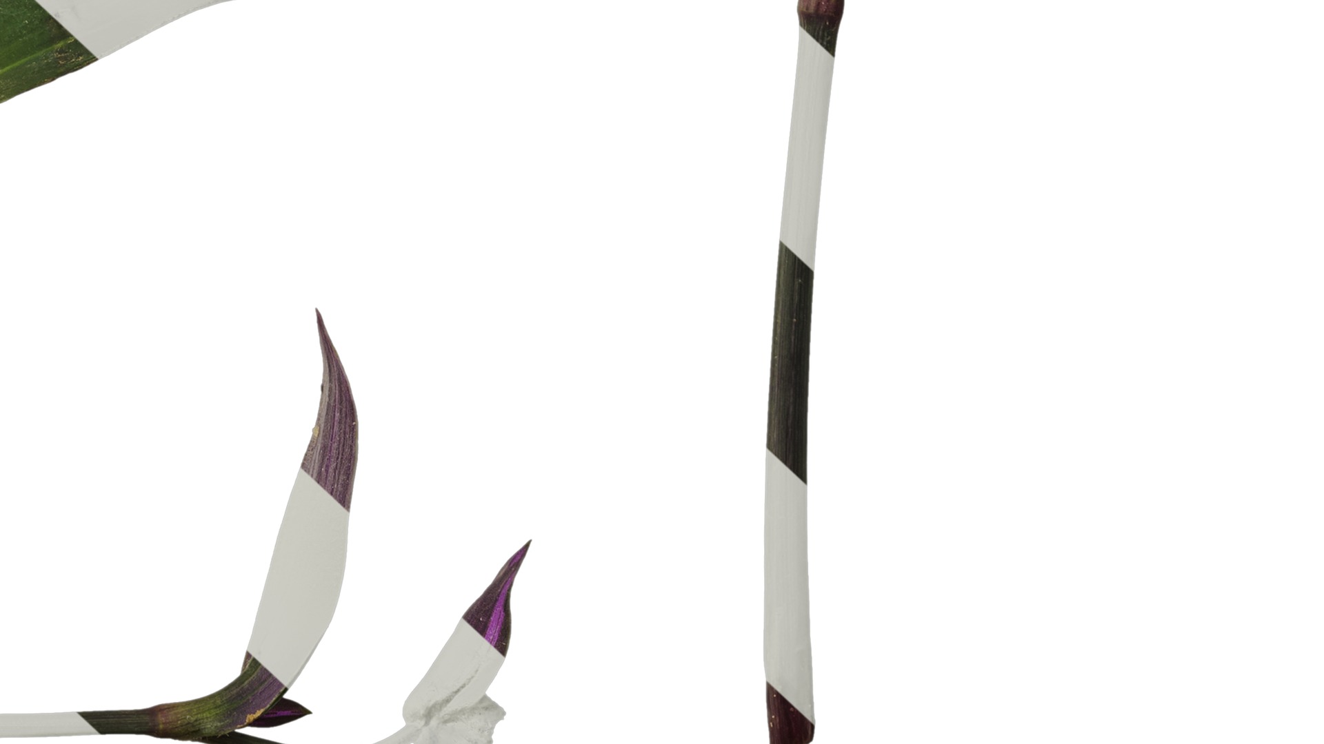 Anydrafts Tradescantia nanouk Atlas 11 Texture_6