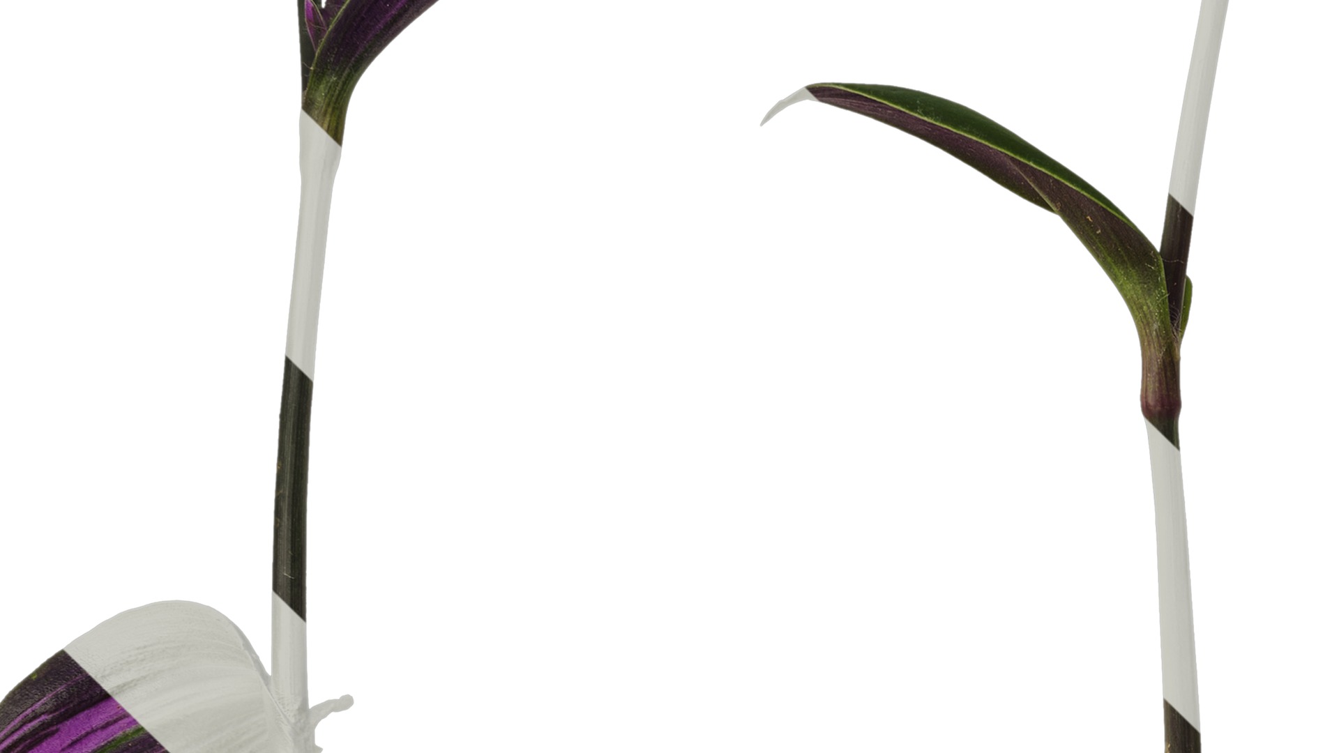 Anydrafts Tradescantia nanouk Atlas 11 Texture_3