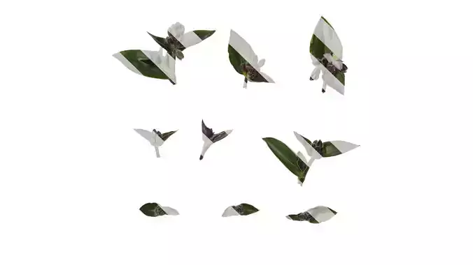 Anydrafts Tradescantia nanouk Atlas 12 Texture