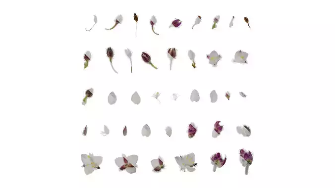 Anydrafts Tradescantia nanouk Flower 01