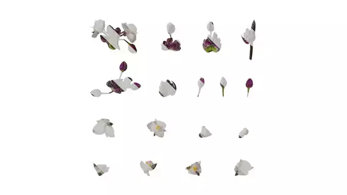 Anydrafts Tradescantia nanouk Flower 03