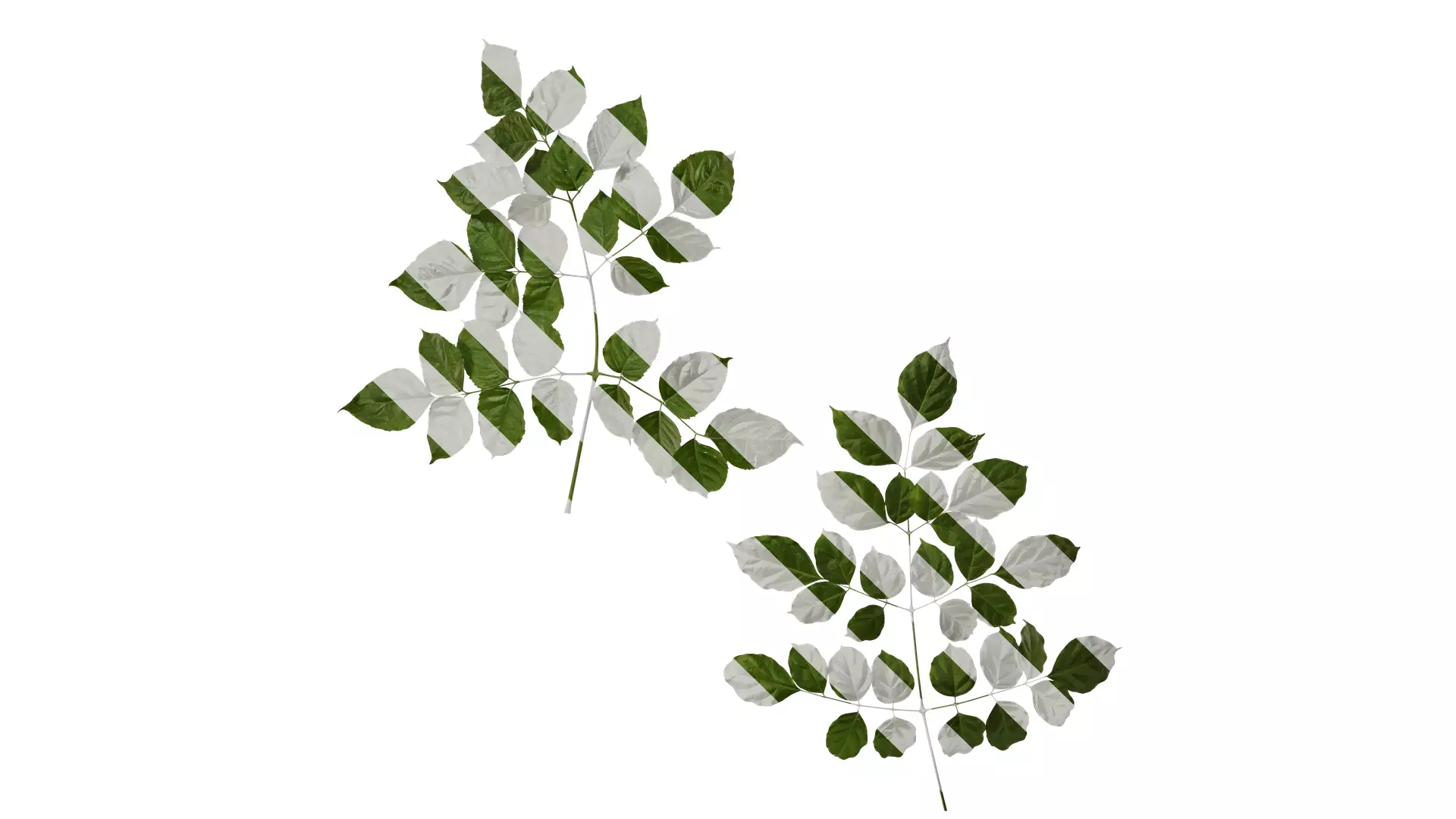 Anydrafts Radermachera sinica Atlas 03 Texture