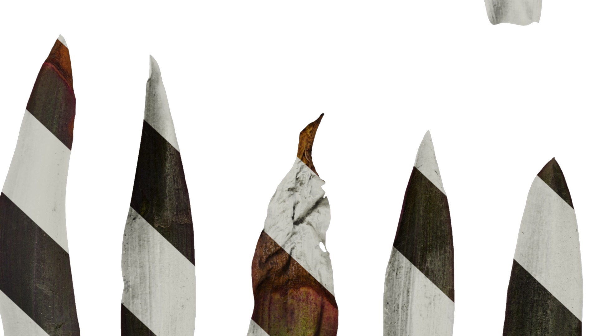 Anydrafts Tradescantia pallida Leaf 01 F Texture_6