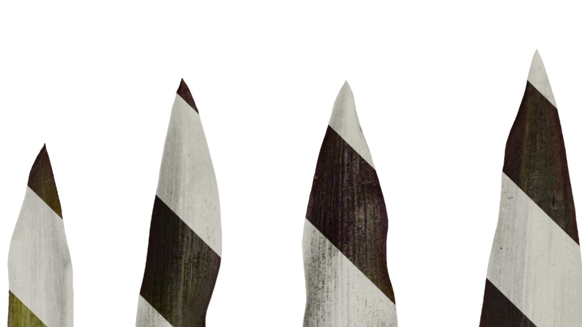 Anydrafts Tradescantia pallida Leaf 01 F Texture_1