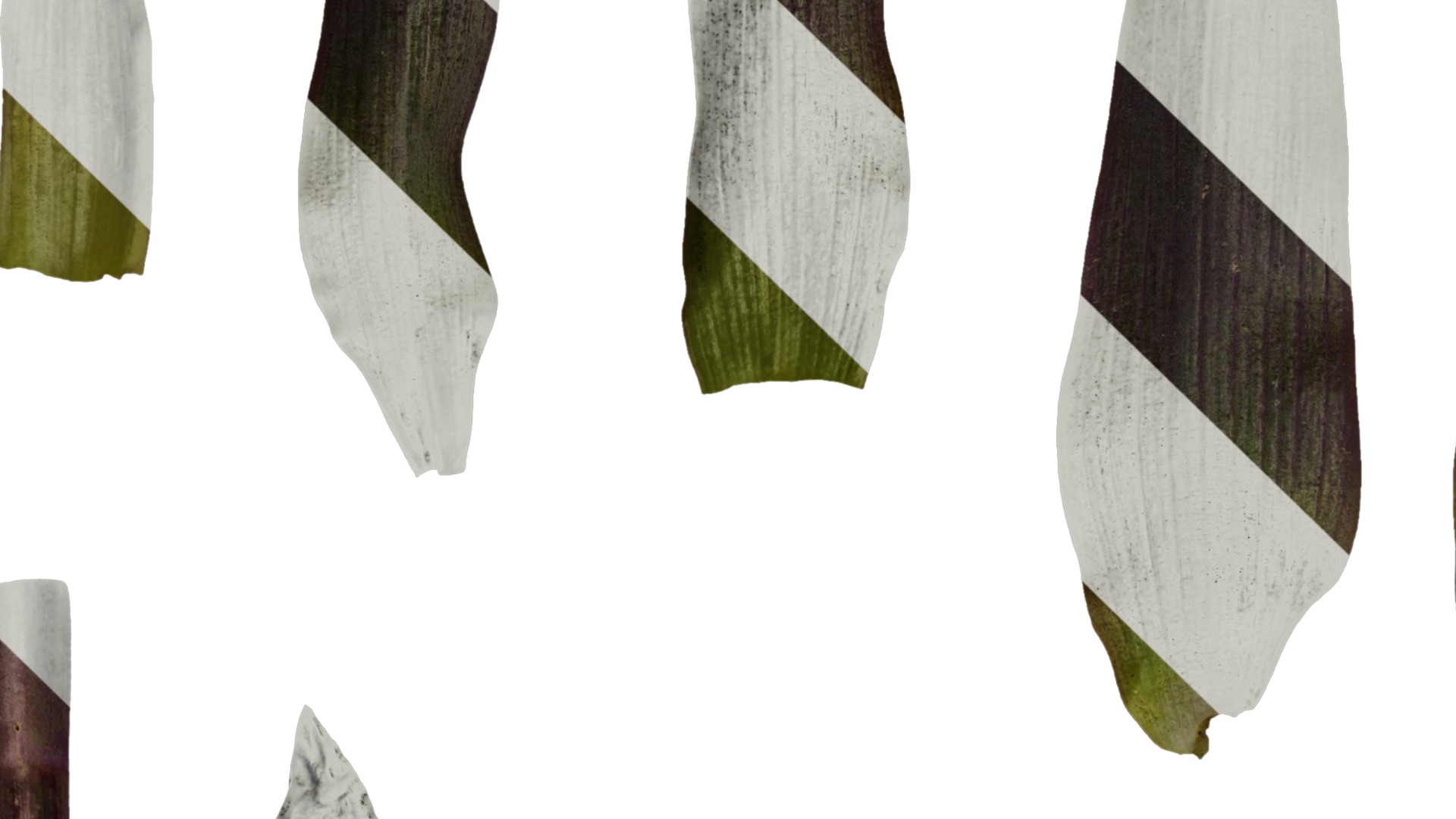 Anydrafts Tradescantia pallida Leaf 01 F Texture_3