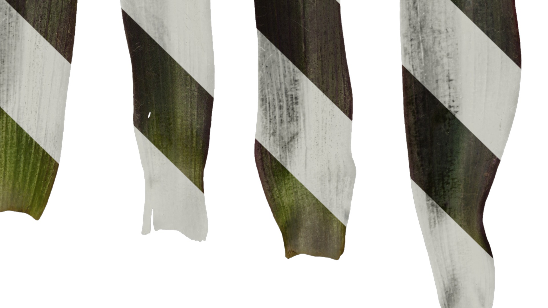 Anydrafts Tradescantia pallida Leaf 01 F Texture_4