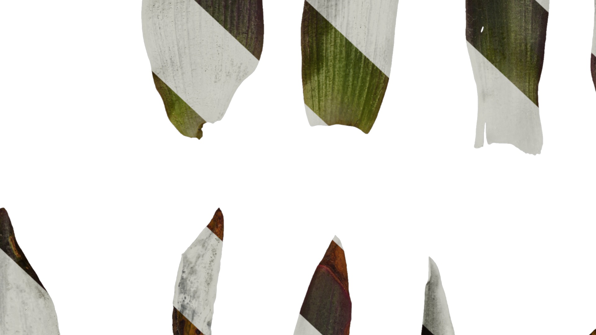 Anydrafts Tradescantia pallida Leaf 01 F Texture_7