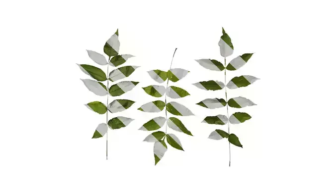 Anydrafts Rhus chinensis Atlas 08