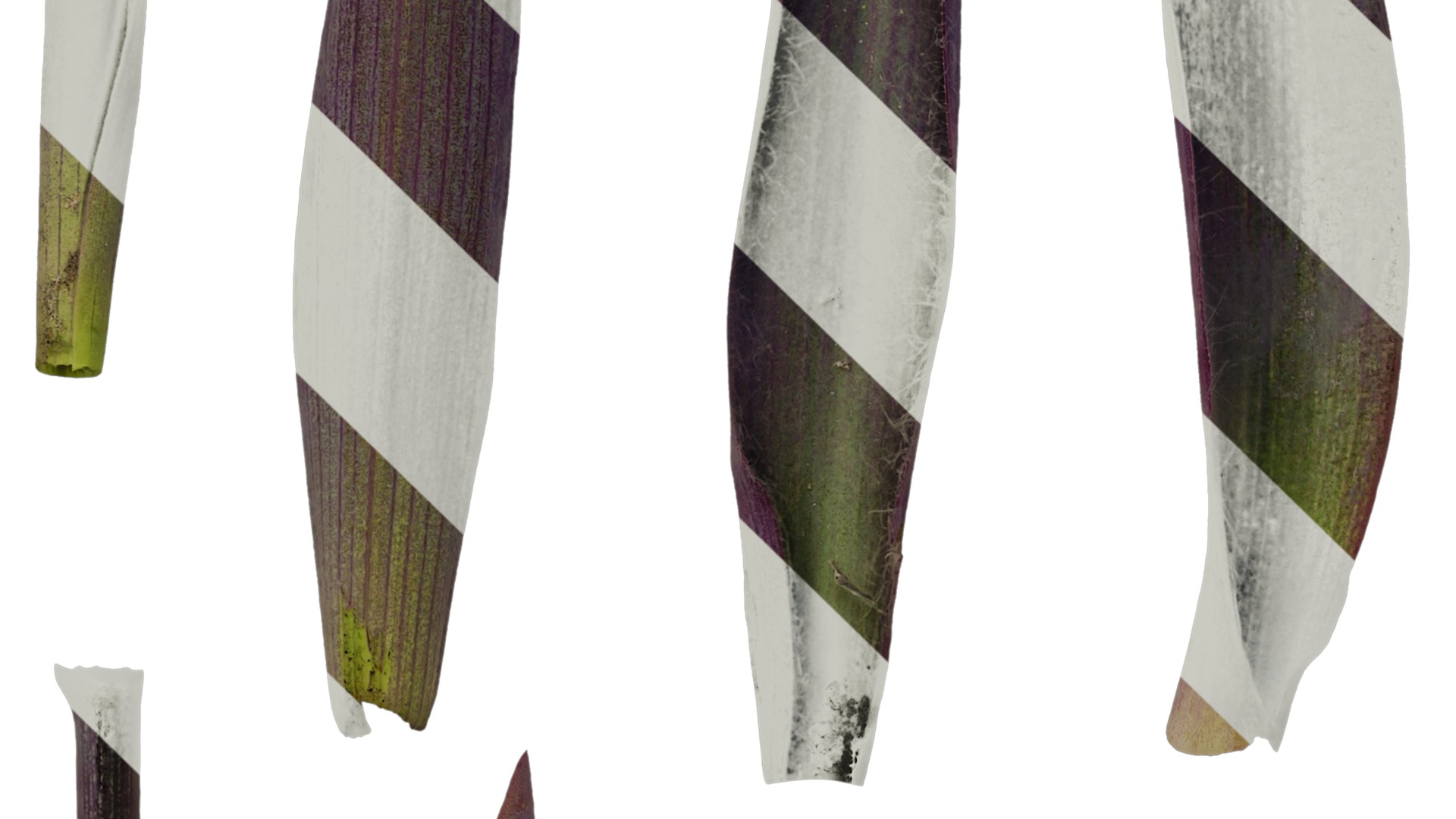 Anydrafts Tradescantia pallida Leaf 02 Texture_3