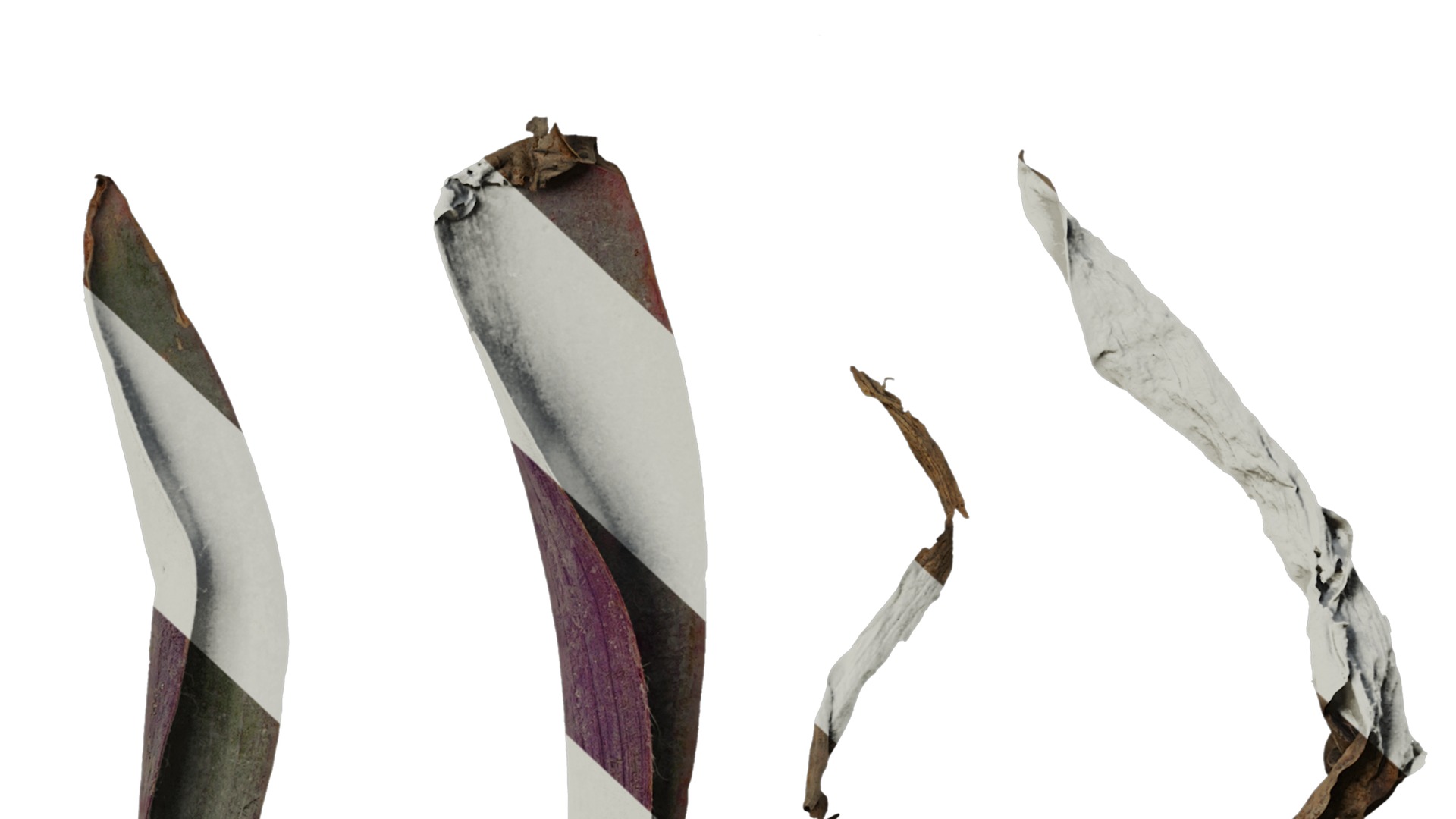 Anydrafts Tradescantia pallida Leaf 02 Texture_6