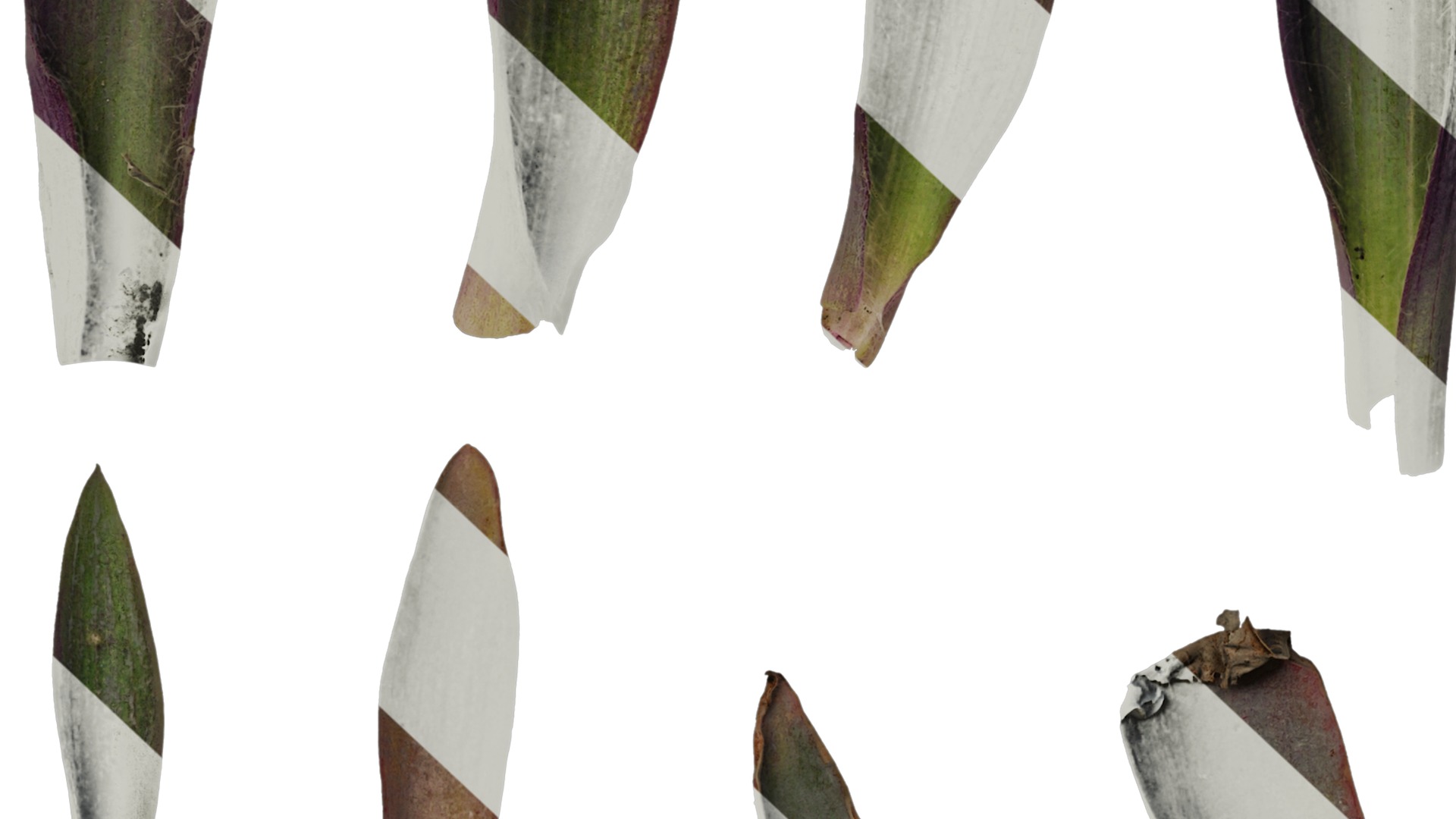 Anydrafts Tradescantia pallida Leaf 02 Texture_7