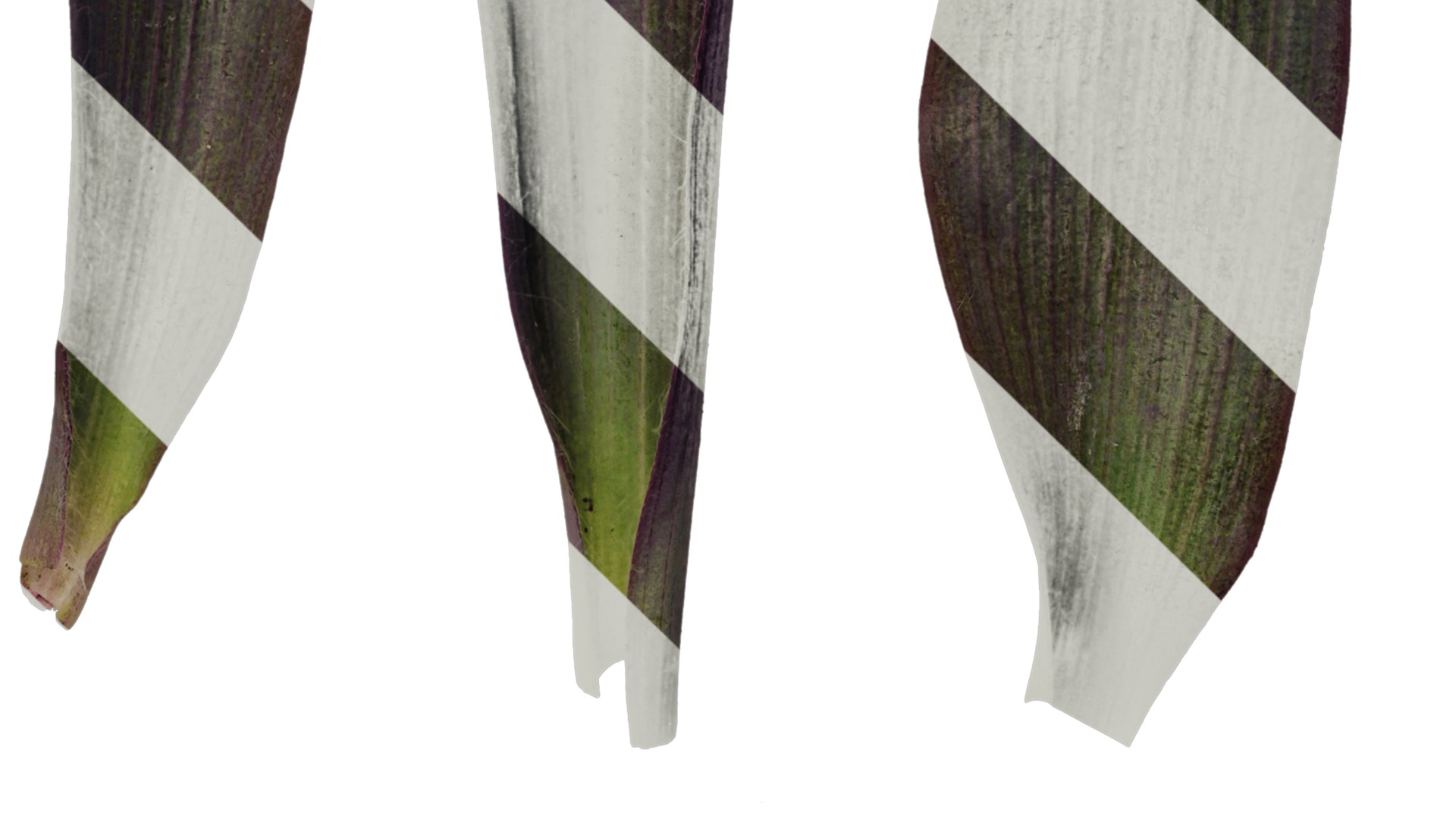 Anydrafts Tradescantia pallida Leaf 02 Texture_4