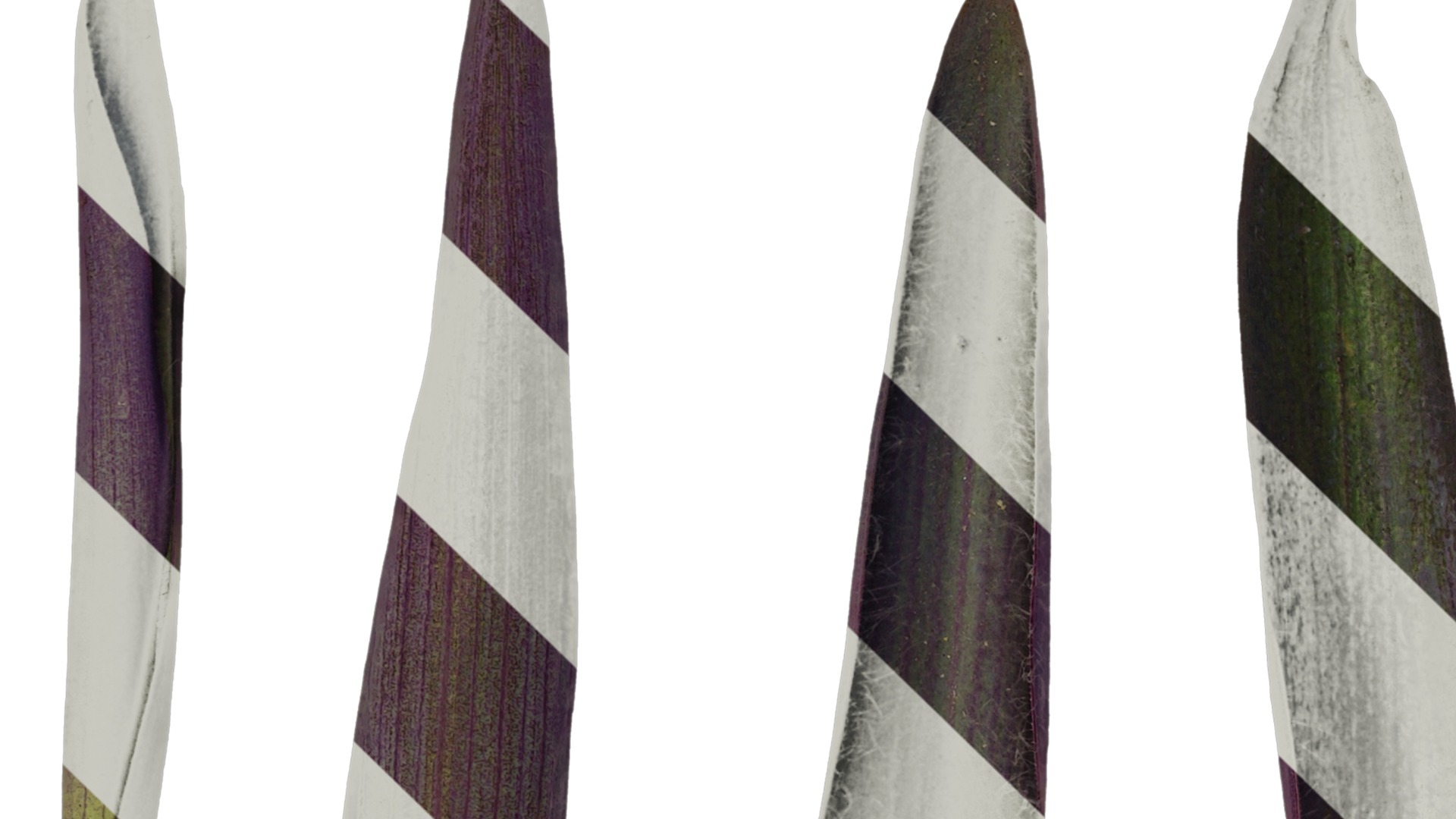 Anydrafts Tradescantia pallida Leaf 02 Texture_1