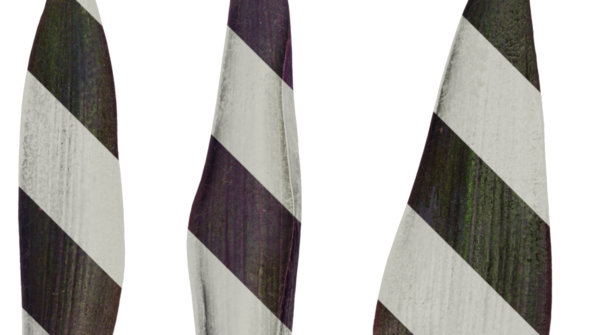 Anydrafts Tradescantia pallida Leaf 02 Texture_2