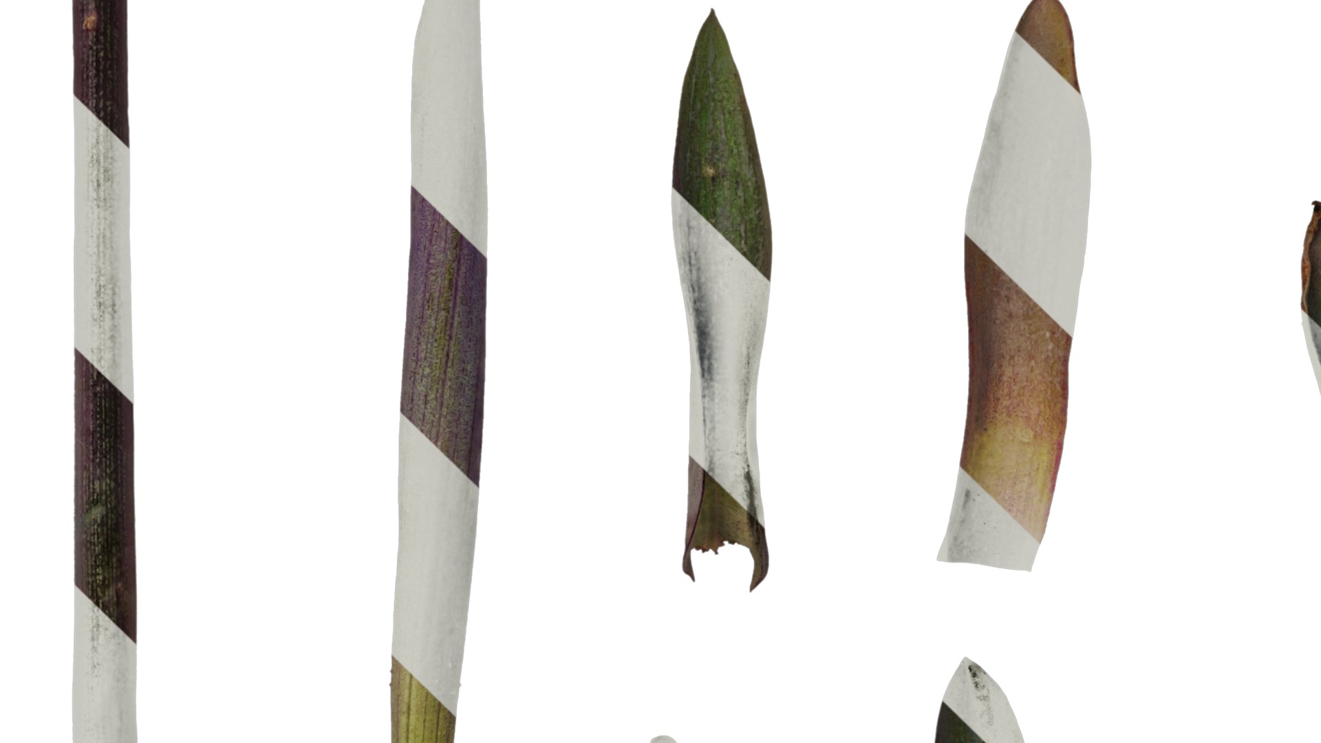 Anydrafts Tradescantia pallida Leaf 02 Texture_5